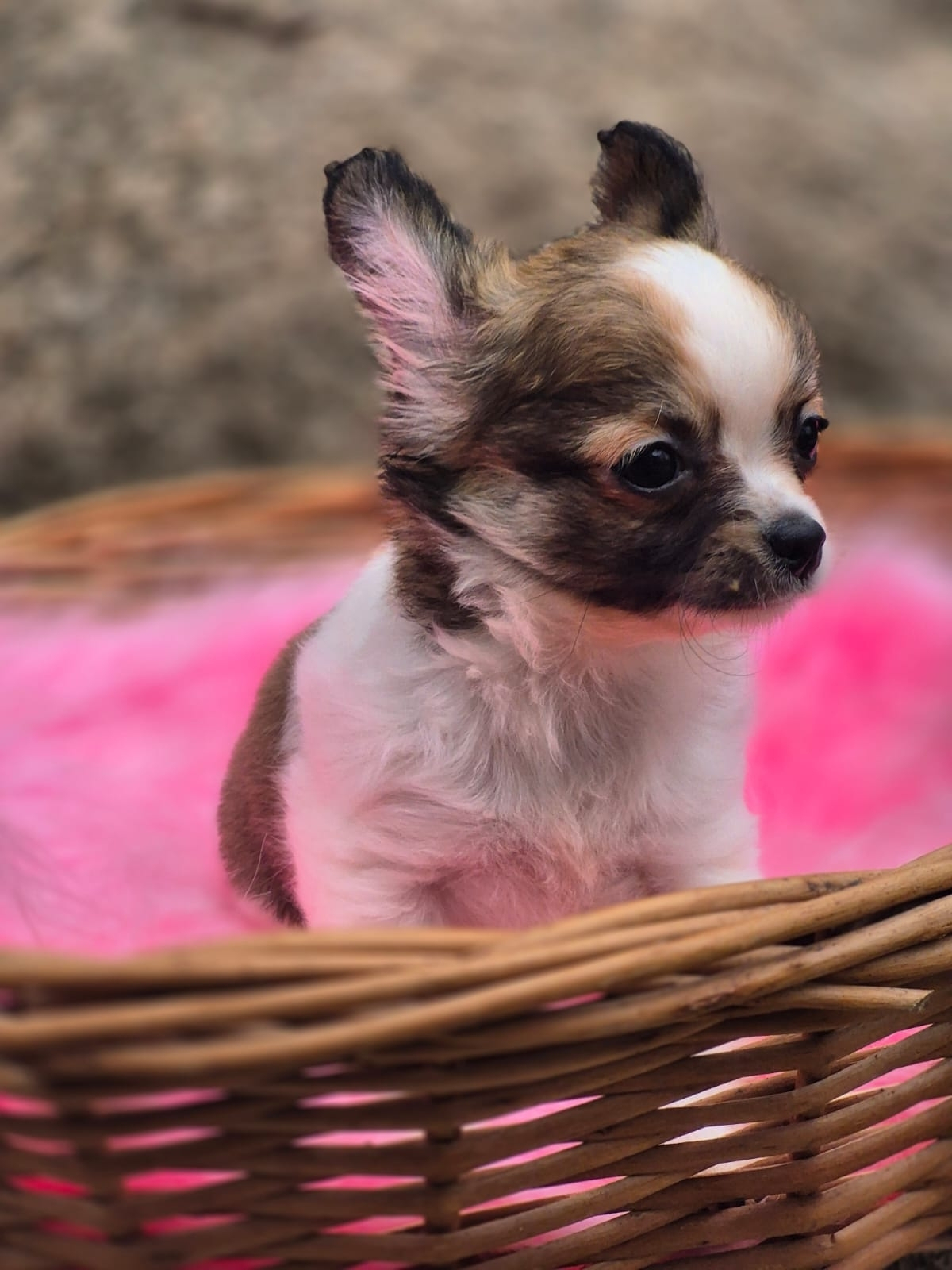 Chihuahua